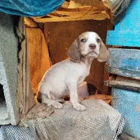 توله سگ شکاری آلمانی دوماه