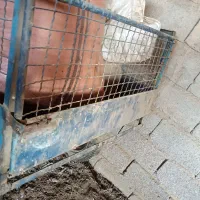 فقط بودی سه چرخه