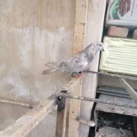 کفتر
