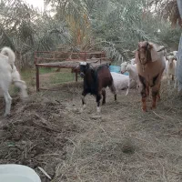 گوسفند|حیوانات مزرعه|نرماشیر, |دیوار