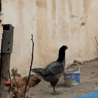 مرغ لاری اصیل