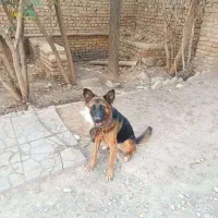 فروش سگ|سگ|خاوران, |دیوار