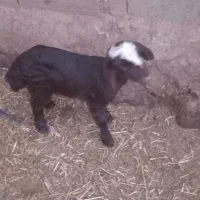 بره ۱۰ روزه