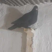 پرنده|پرنده|کرمان, |دیوار