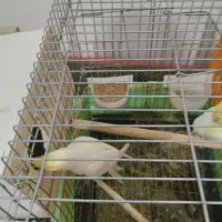 عروس هلندی اماده