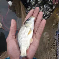 آبزیان پرورشی|ماهی|قزوین, |دیوار