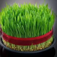 فروش سبزه عید نوروز