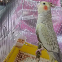 عروس هلندی|پرنده|الوند, |دیوار