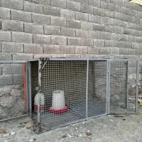 قفس|حیوانات مزرعه|کوهسار (البرز), |دیوار