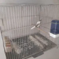 قناری دورگه خاص ابلغ خوشگل وسفید معمولی|پرنده|کرمان, |دیوار