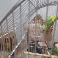 طوطی ملنگو ماده