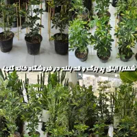 شفلرا سطل 7  خانه گلها|گل و گیاه طبیعی|بندرعباس, |دیوار