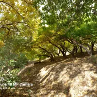 فروش-زمین-دیزین