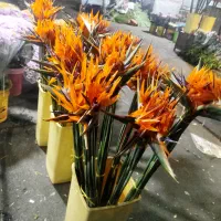 گل پرنده بهشتی ، sterlitzia شاخه گل طبیعی