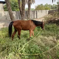 کره نریان