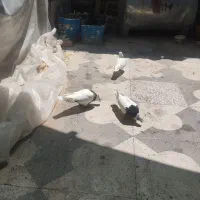 دوجفت کبوتر شازده درجه یک با جوجه