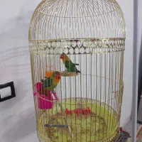 کوتوله برزیلی