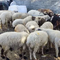 فروش ویژه گوسفند ،بره ، قوچ ،میش  ممتاز