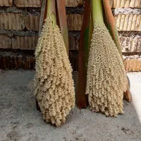 اوار نخل