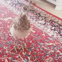 جوجه طاووس هندی|پرنده|تهران, جنتآباد شمالی|دیوار