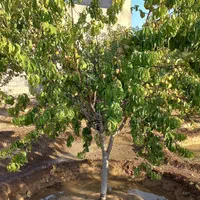 باغ در بارانلو روبه روخسروشهر
