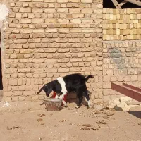 بزغاله ماده|حیوانات مزرعه|اسفرورین, |دیوار