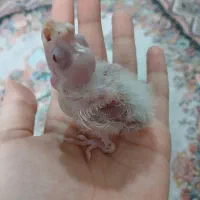 جوجه عروس هلندی آلبینو