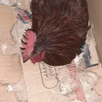 خروس|حیوانات مزرعه|پاتاوه, |دیوار