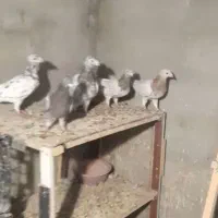 تعدادی کبوتر ناور طوقی و تهرانی