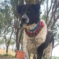 ماده قدرجونی درشت