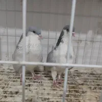 یه جفت بدرنگ