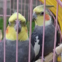 سه عدد عروس هلندی سالم|پرنده|واجارگاه, |دیوار