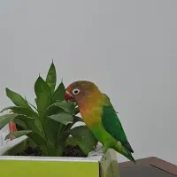 طوطی برزیلی دستی|پرنده|کرج, باغستان|دیوار