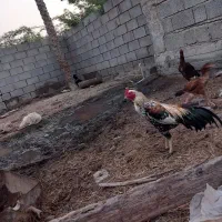 خروس و ماده مرغ