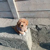 توی پودل|سگ|کرج, حصارک بالا|دیوار