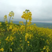 بذر انواع سبزی و خیار و آفتابگردان