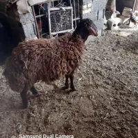 بره نر|حیوانات مزرعه|فلاورجان, |دیوار