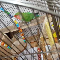 طوطی برزیلی نر خوشگل و خوش رنگ قشنگ میخونه|پرنده|تهران, شهرک طالقانی|دیوار