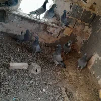 کفتر مسافتی آلمانی|پرنده|بیرجند, |دیوار