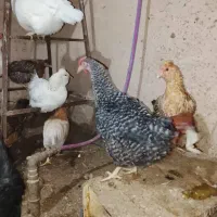 مرغ خروس|حیوانات مزرعه|شاهینشهر, سعدی شمالی|دیوار