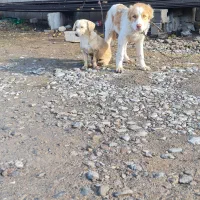 واگذاری پاکوتاه نر ۸ ماهه|سگ|آق قلا, |دیوار