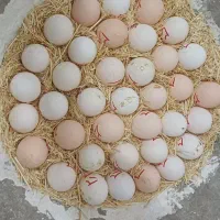 تخم نطفه دار گلین لری عشایری
