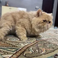 پرشین سوپر فلت تپل دستو پا کوتاه