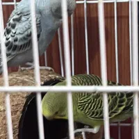 مرغ عشق اسپانگل