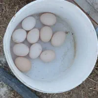 تخم مرغ بومی - شهرستان کوهپایه