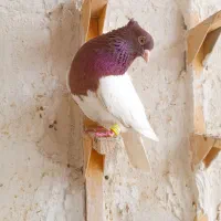 نرو ماده کله سرخ چیش چنگ سفید
