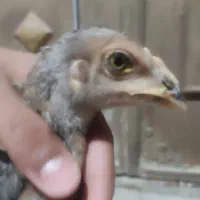 جوجه لاری قلم سبز