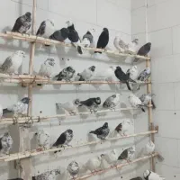 فروش  کبوتر‌کاشونی دمگیر طوقی شازده به قیمت خوب|پرنده|شاهین‌شهر, شهرک گلدیس|دیوار