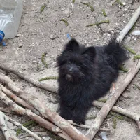 سگ پاپی مشکی گمشده|حیوانات|خمینی‌شهر, |دیوار