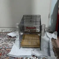 سهره سه سال قفس برای فروش